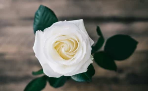 Rose blanche épanouie posée sur un fond en bois sombre.